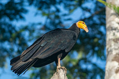 Cathartes melambrotus