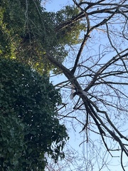 Melanerpes carolinus