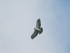 Spizaetus melanoleucus