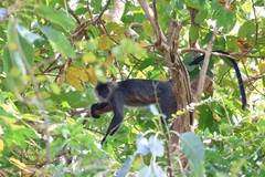 Trachypithecus germaini
