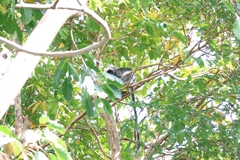 Trachypithecus germaini