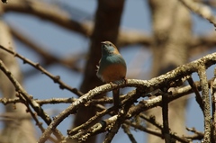 Uraeginthus angolensis