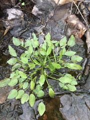 Ranunculus pusillus