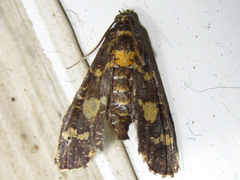 Eurrhyparodes bracteolalis