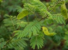 Senegalia bonariensis