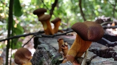 Fungi