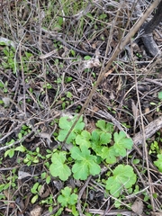 Sanicula crassicaulis