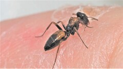 Opisthopsis picta