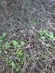 Sanicula crassicaulis