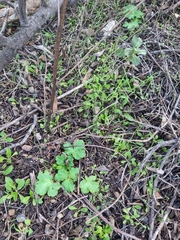 Sanicula crassicaulis