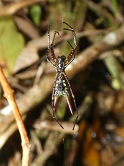 Micrathena donaldi