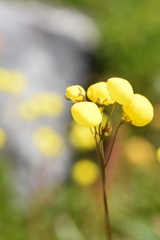 Calceolaria filicaulis