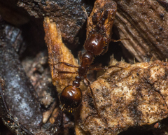 Solenopsis saevissima