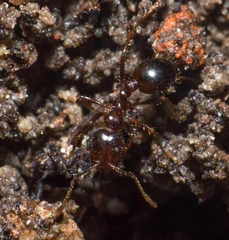 Solenopsis saevissima