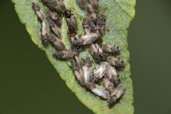 Oxycarenus hyalinipennis