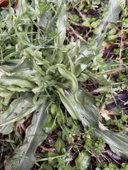 Tradescantia subacaulis