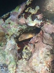 Gymnothorax miliaris