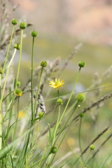 Ranunculus peduncularis
