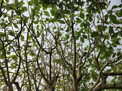 Dendrocnide kotoensis