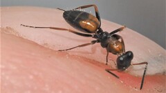 Opisthopsis picta