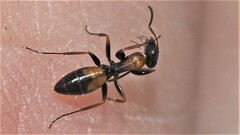 Opisthopsis picta
