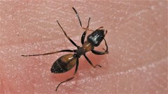 Opisthopsis picta