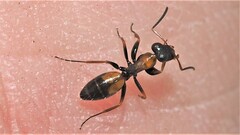 Opisthopsis picta