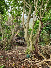 Dendrocnide kotoensis