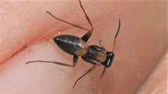Opisthopsis picta
