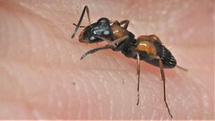 Opisthopsis picta