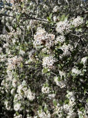 Ceanothus megacarpus