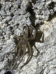 Filistata insidiatrix