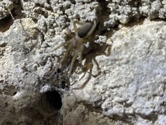 Filistata insidiatrix