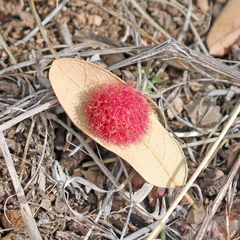 Cynips quercusnubila
