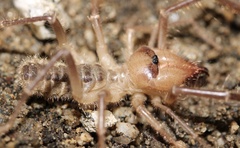 Solifugae
