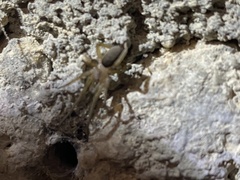 Filistata insidiatrix