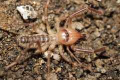 Solifugae