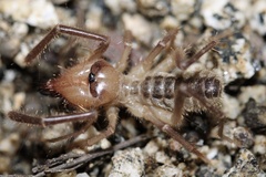 Solifugae