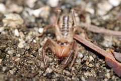 Solifugae