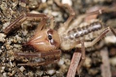 Solifugae