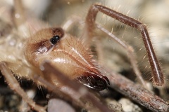 Solifugae