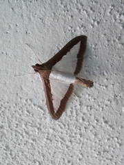 Diaphania superalis