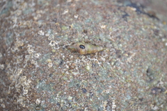 Melanoides tuberculata