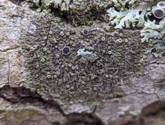 Hyperphyscia syncolla