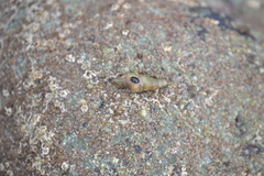 Melanoides tuberculata