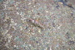 Melanoides tuberculata