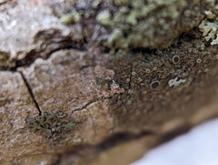 Hyperphyscia syncolla