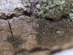 Hyperphyscia syncolla