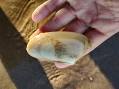 Amarilladesma mactroides