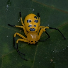 Platythomisus octomaculatus